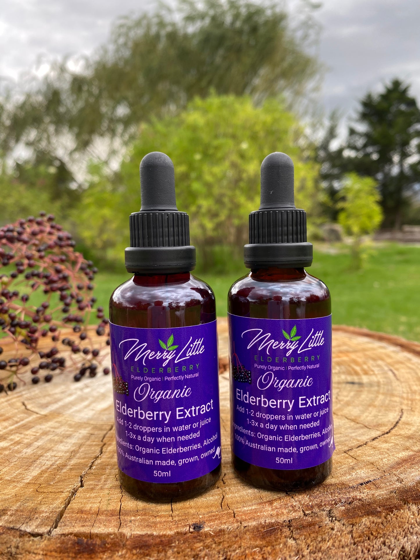 Buy Organic Elderberry Extract 50ml – Grown in High-Altitude Tingha | Merry Little Elderberry