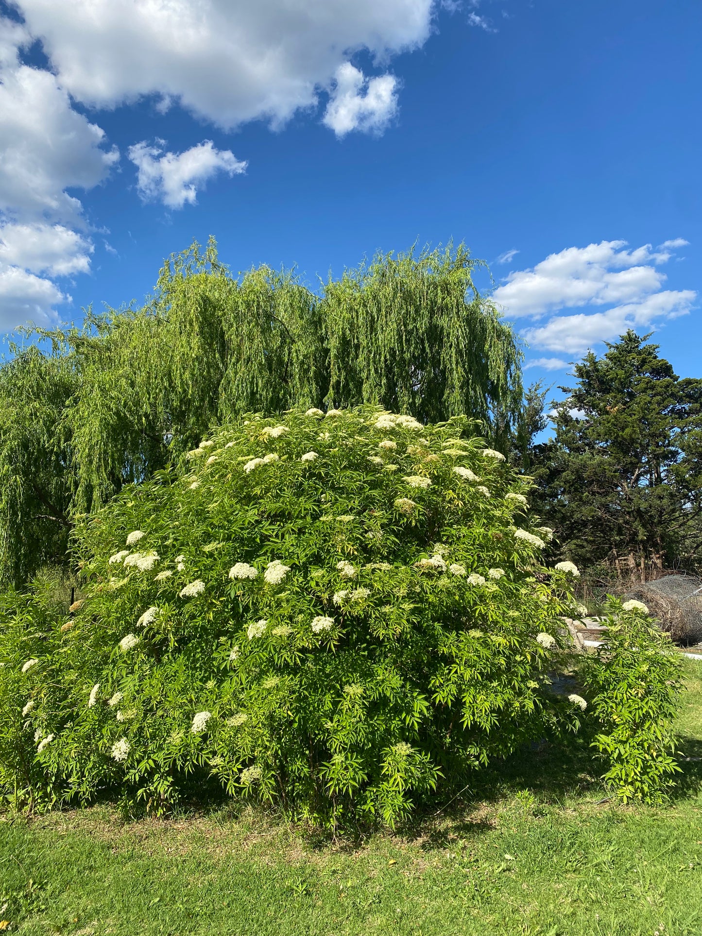 Elderberry Shrub – Live Plant – Hedgerow, Privacy Screen & Medicinal Garden
