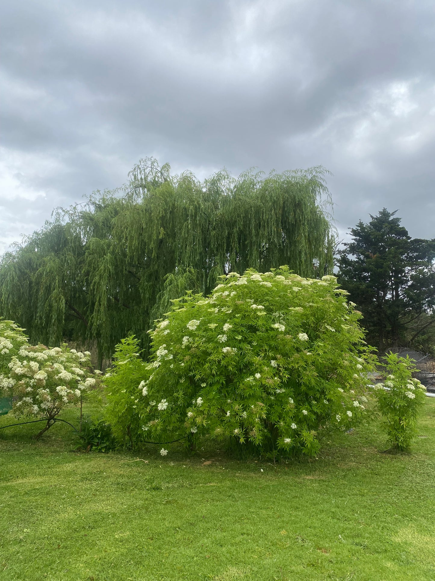 Elderberry Shrub – Live Plant – Hedgerow, Privacy Screen & Medicinal Garden