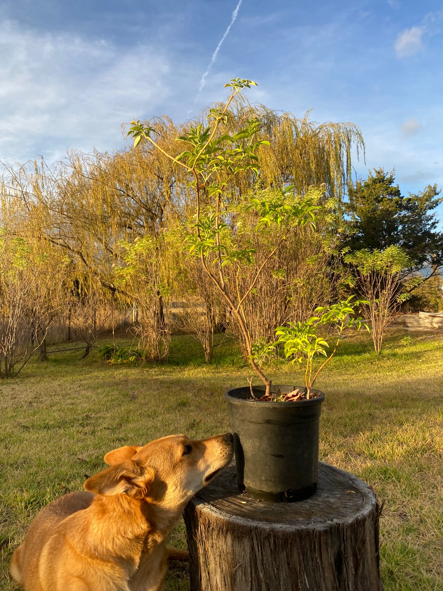 Elderberry Shrub – Live Plant – Hedgerow, Privacy Screen & Medicinal Garden
