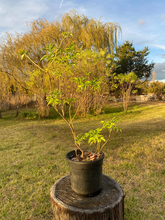 Elderberry Shrub – Live Plant – Hedgerow, Privacy Screen & Medicinal Garden