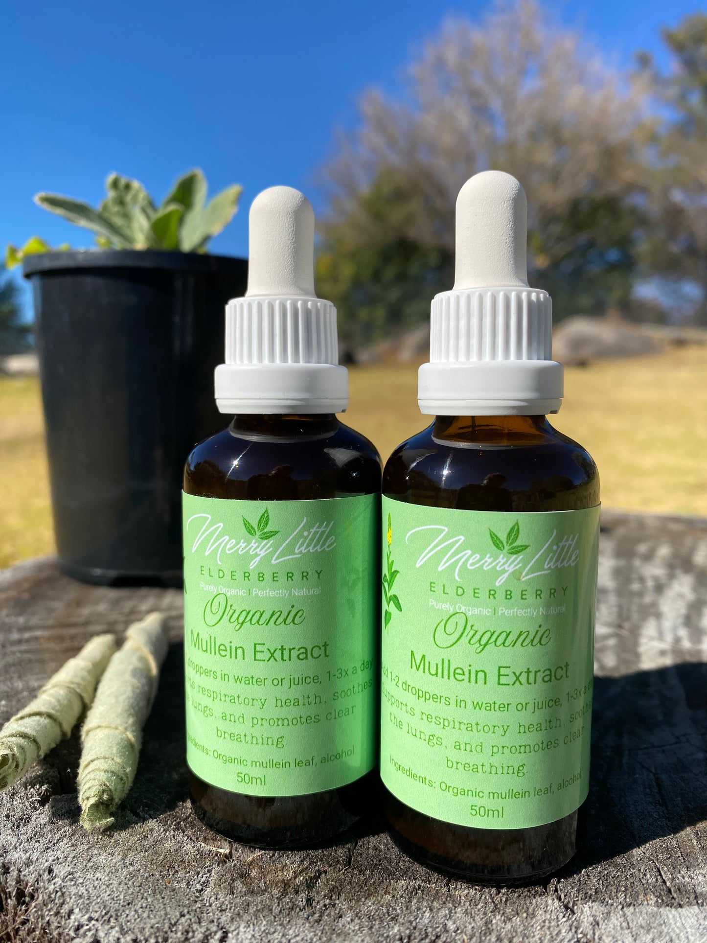 Mullein Tincture – 50ml – Herbal Respiratory Support