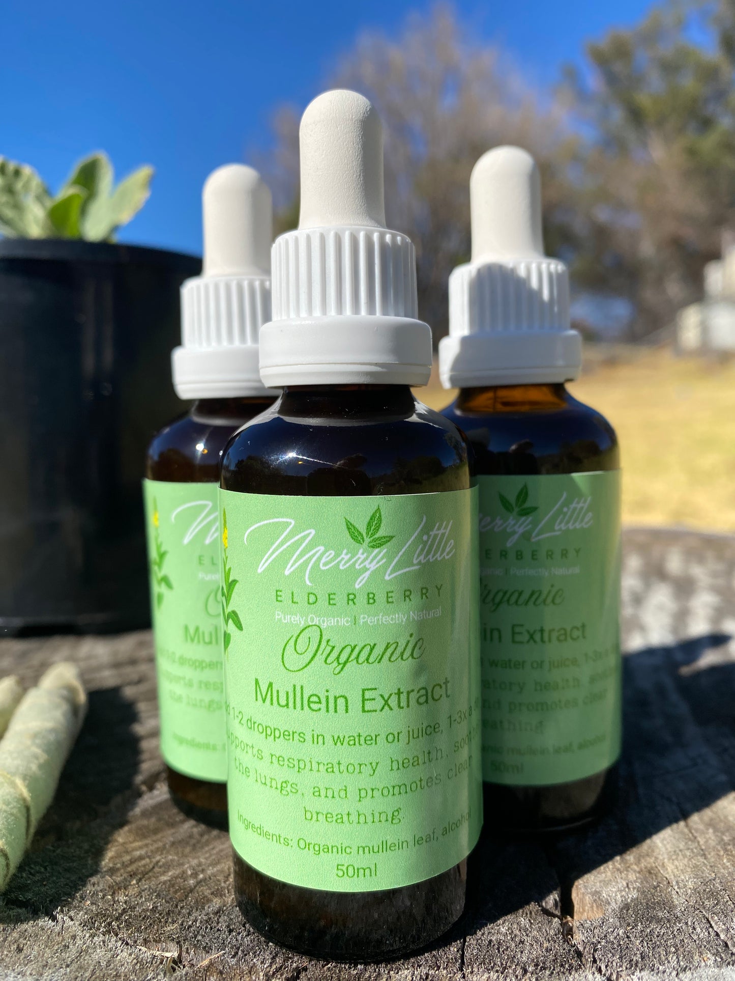 Mullein Tincture – 50ml – Herbal Respiratory Support