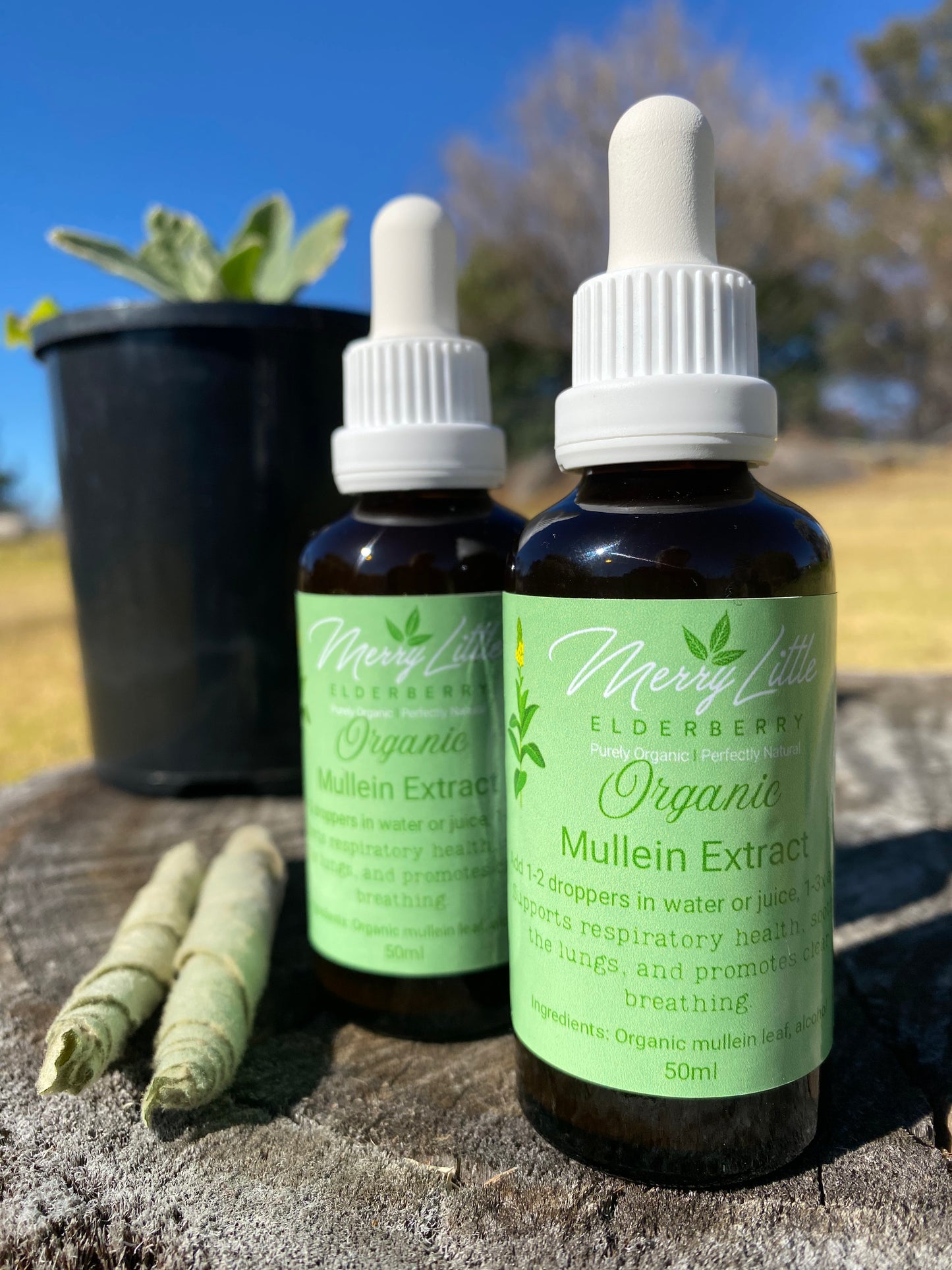 Mullein Tincture – 50ml – Herbal Respiratory Support