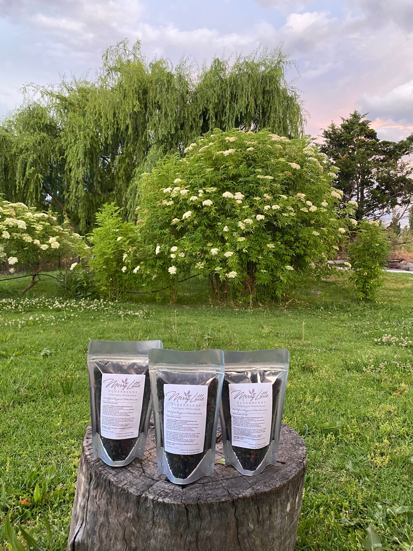 Buy Certified Organic Elderberries – 150g | Merry Little Elderberry