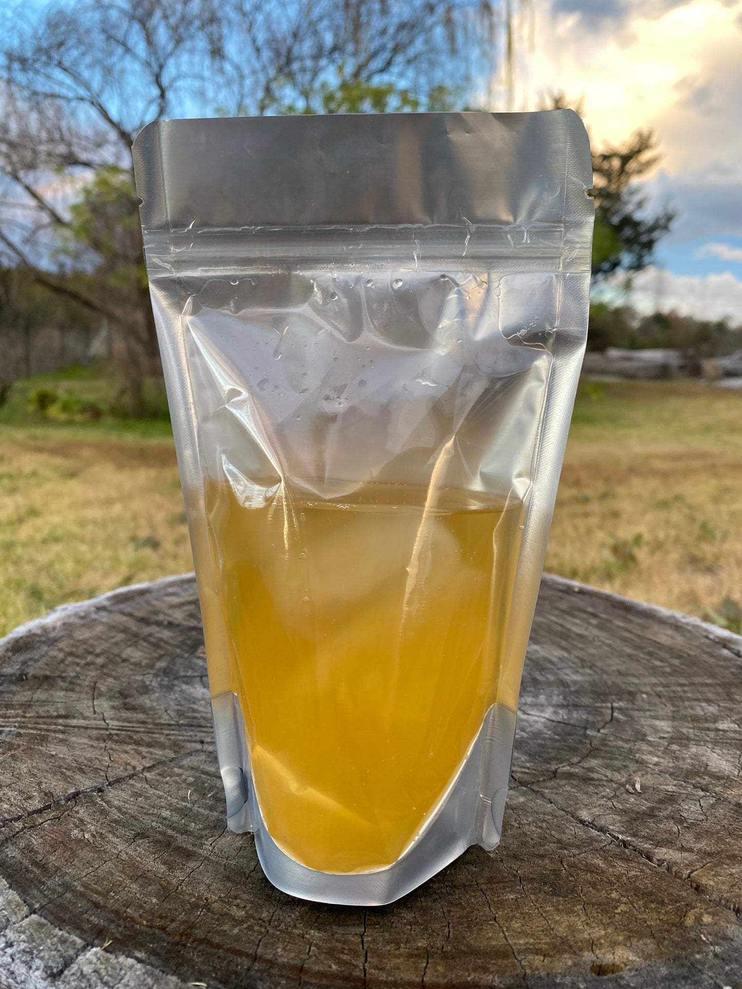 Organic Kombucha SCOBY + Starter Liquid