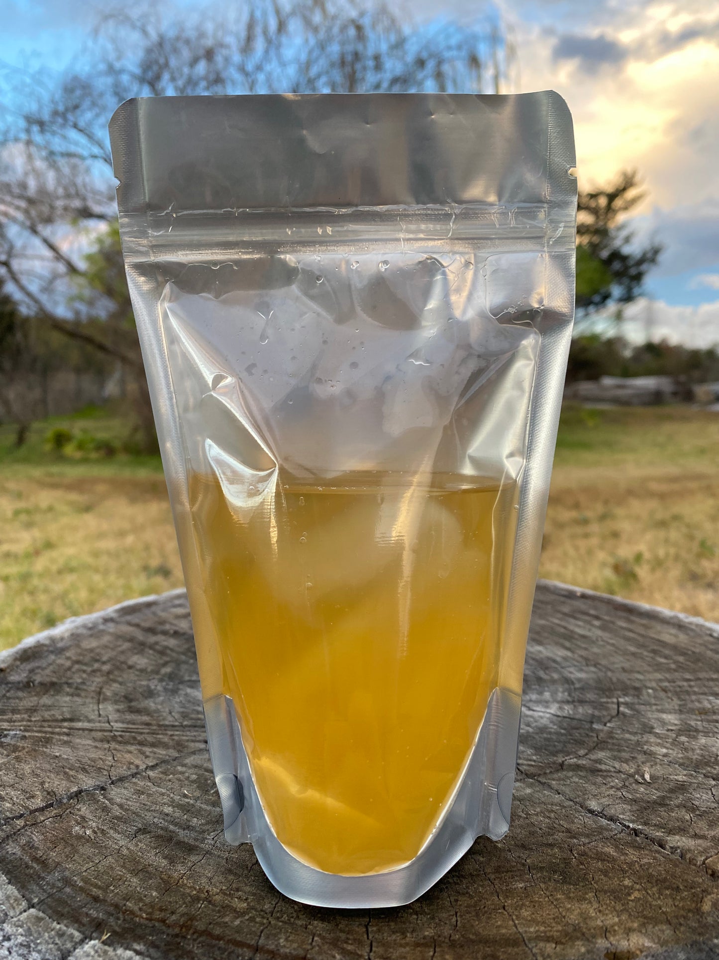 Organic Kombucha SCOBY + Starter Liquid